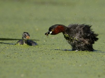 black necked grebe feeds its baby