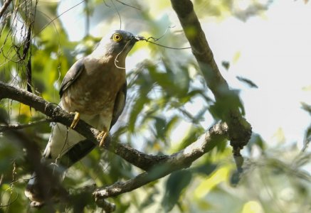 old world flycatcher