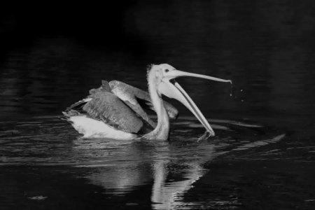 pelican captured in night