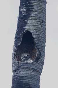 owl inside a tree