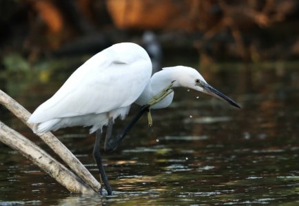 little egret