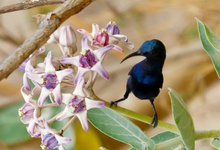 black sunbird