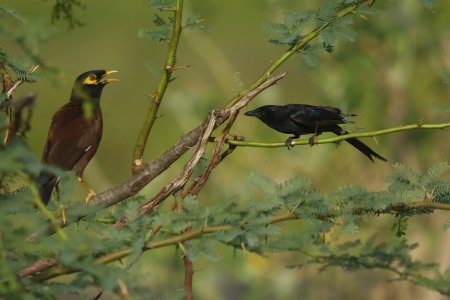 yellow beak bird with common myna