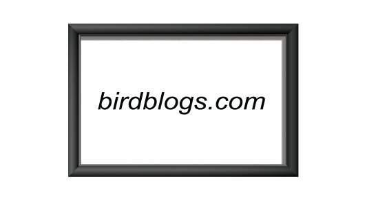 birdblogs.com