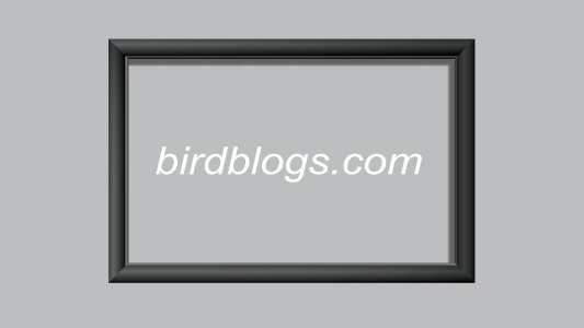 birdblogs.com